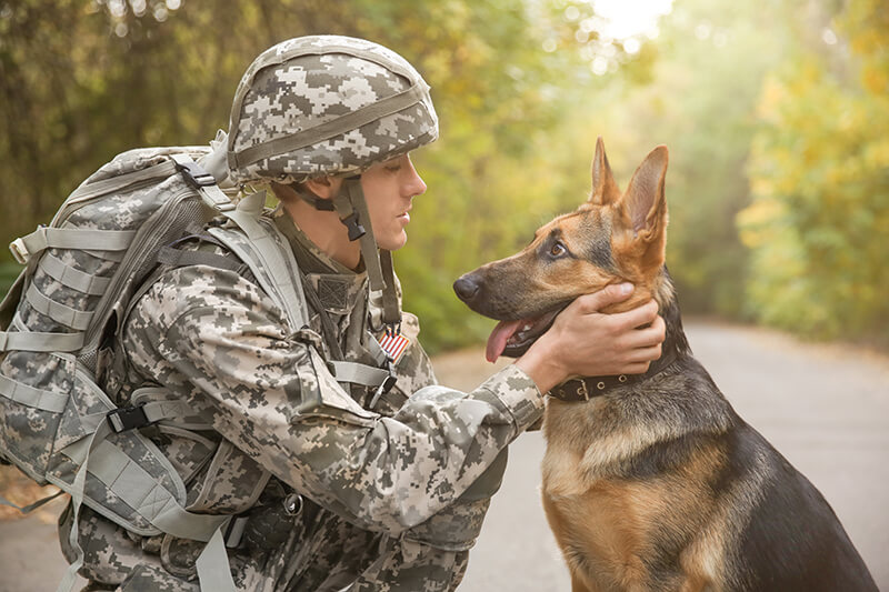 What is a Tactical Dog Harness?