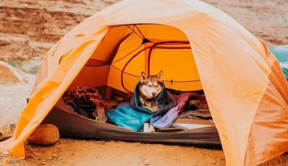 Basic knowledge of hiking and camping with dogs